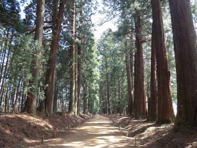 Towering cedars lining the Nikko Cedar Avenue